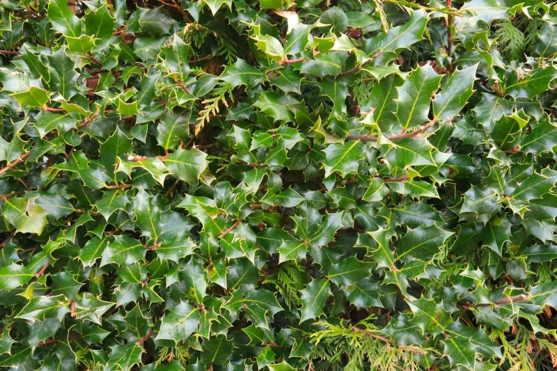 Holly Shrub Pruning