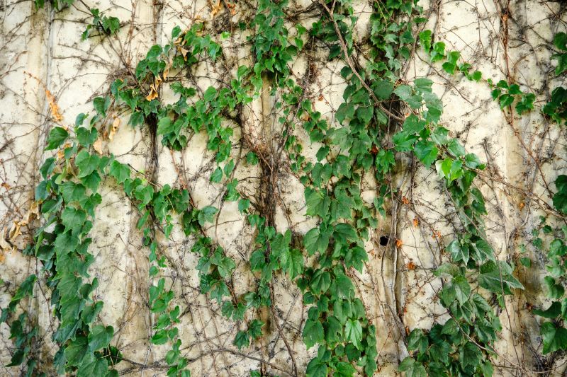 Ivy Pruning Service