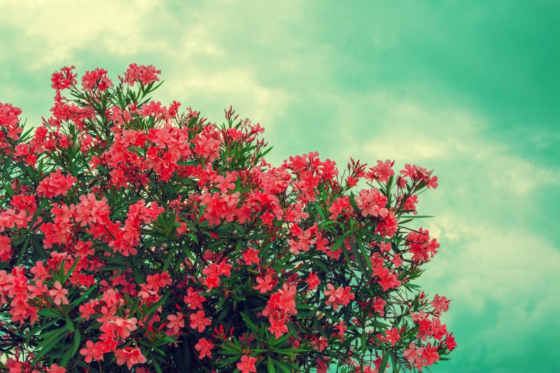 Rhododendron Pruning