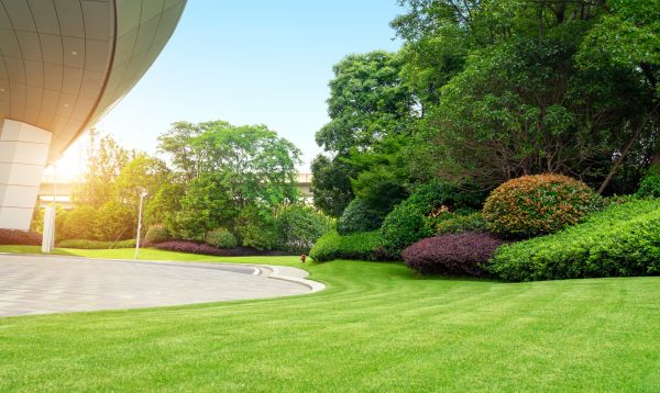 Commercial Shrub Trimming in Johnson City