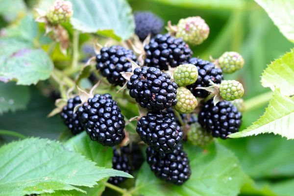 Blackberry Bush Removal in Johnson City