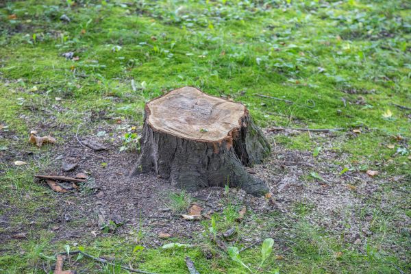 Bush Stump Removal in Johnson City