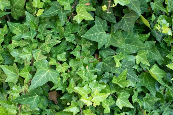 English Ivy Removal Service