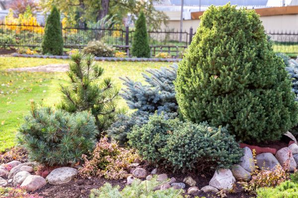 Evergreen Shrub Trimming