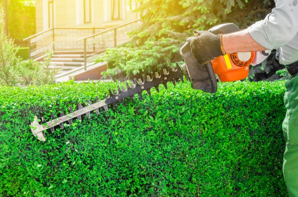 Hedge Cutting