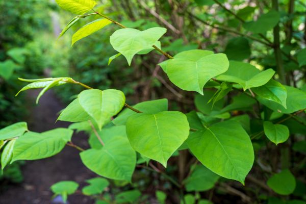 Invasive Plant Removal Service
