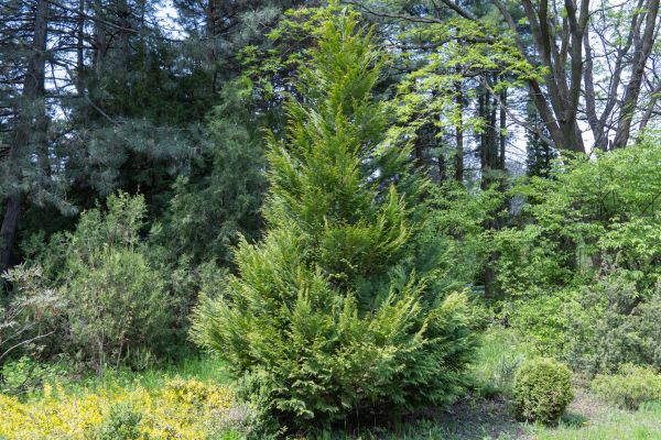 Juniper Pruning