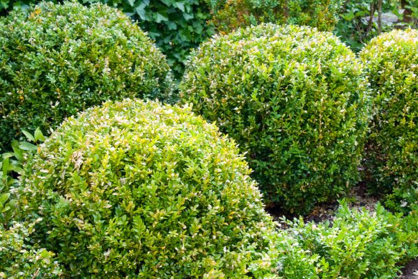 Landscape Trimming Service