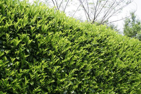 Laurel Removal Service