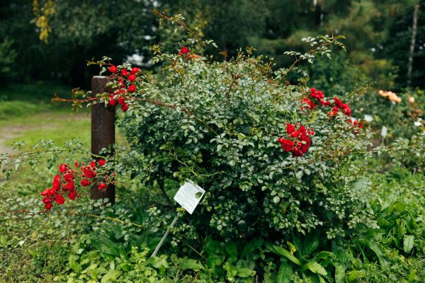 Cost of Rose Bush Removal in Johnson City