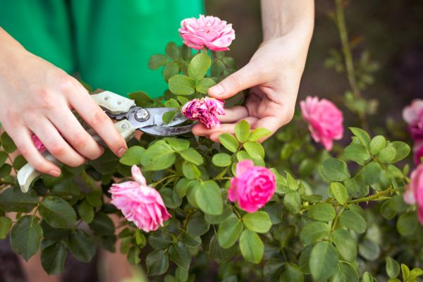Rose Trimming Service
