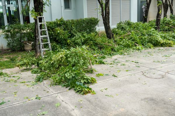 Tree And Shrub Trimming