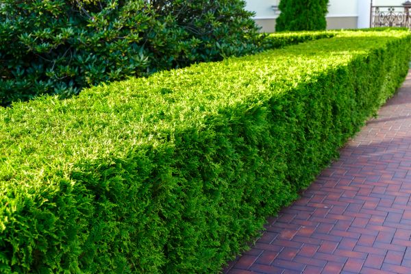Hedge Care