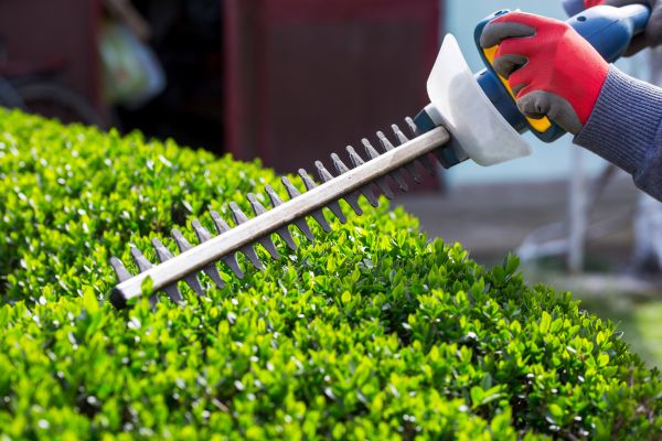 Hedge Shaping