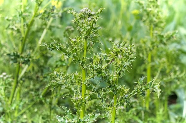 Invasive Plant Control