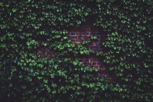 Vine Management
