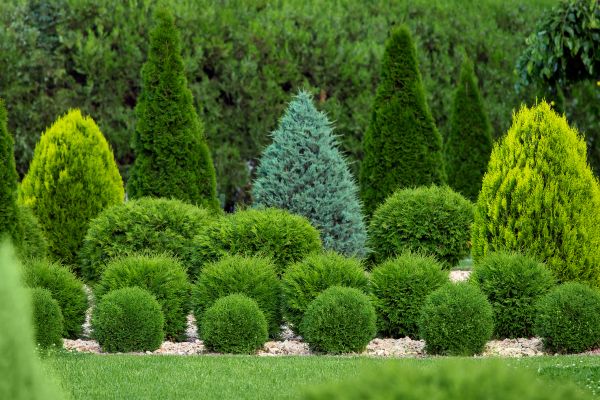 Bush Shaping