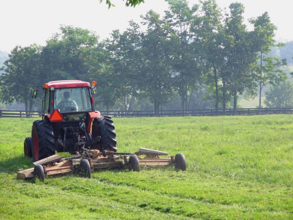 Plant Clearance Service