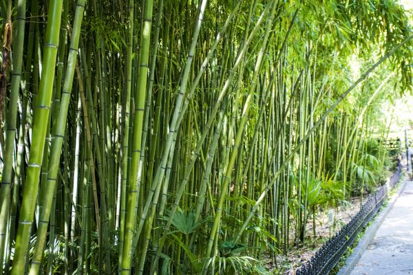 Bamboo Root Removal Service