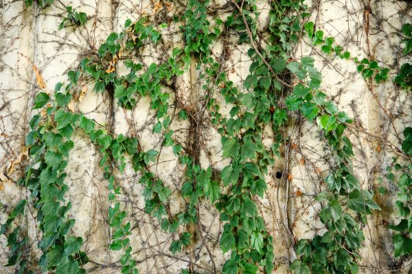 Vine Removal Service