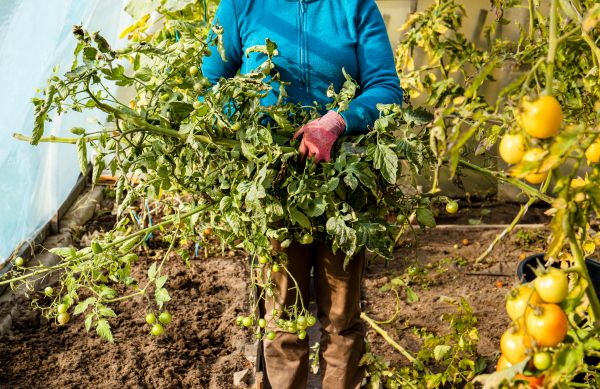 Cost of Garden Plant Removal in Johnson City