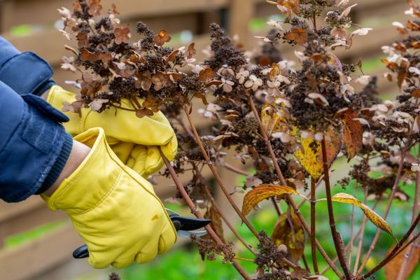 Outdoor Plant Removal