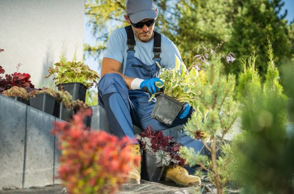 Outdoor Plant Care