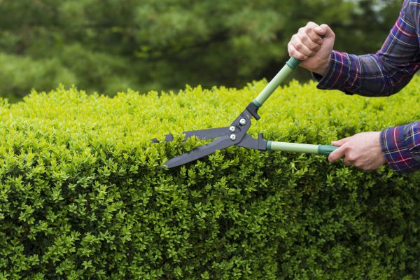 Hedge Grooming