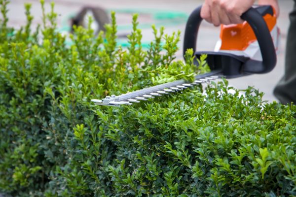 Hedge Shearing in Johnson City