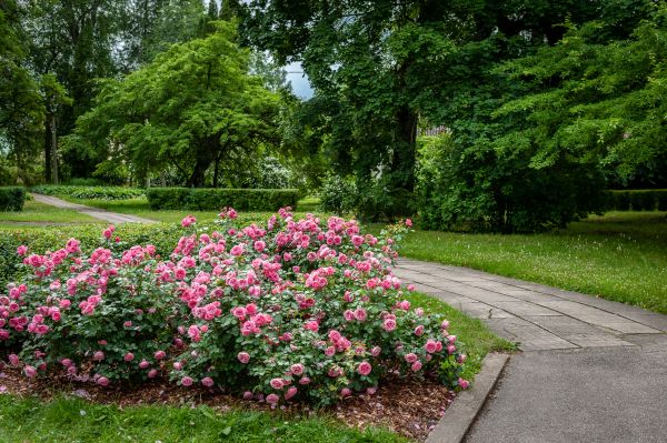 Rose Bush Uprooting