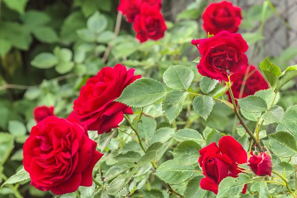 Rose Bush Eradication