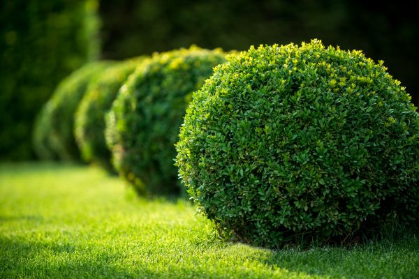 Cost of Bush Pruning in Johnson City