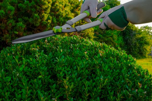 Cost of Topiary Shearing in Johnson City