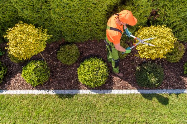 Topiary Trimming Service