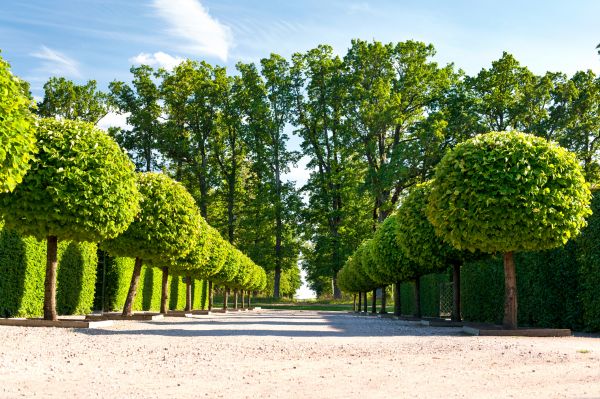 Topiary Grooming