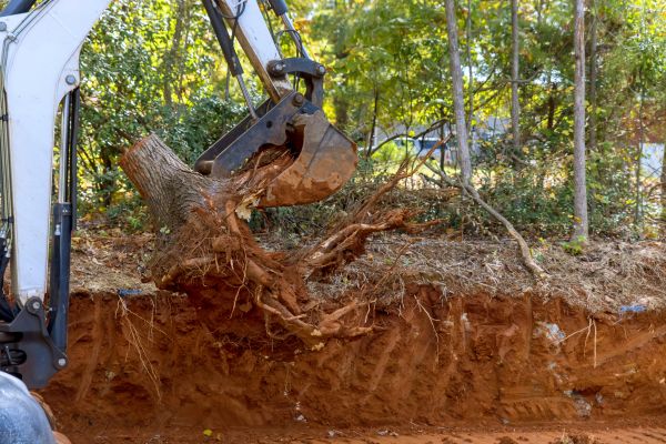 Root Excavation