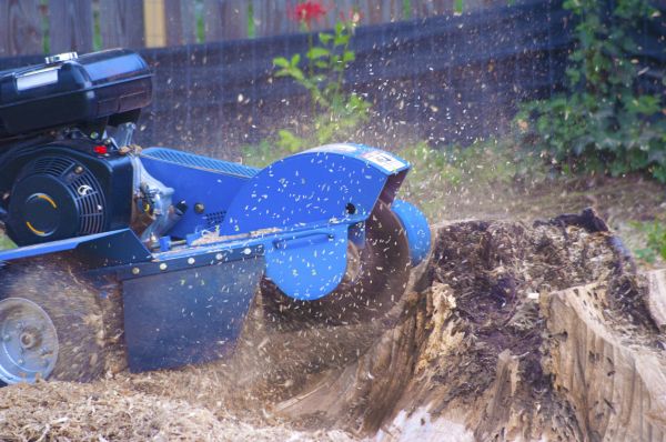 Root Pruning