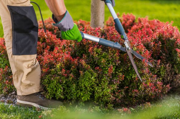 Garden Hedging