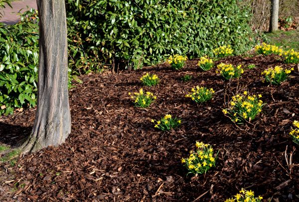 Mulching