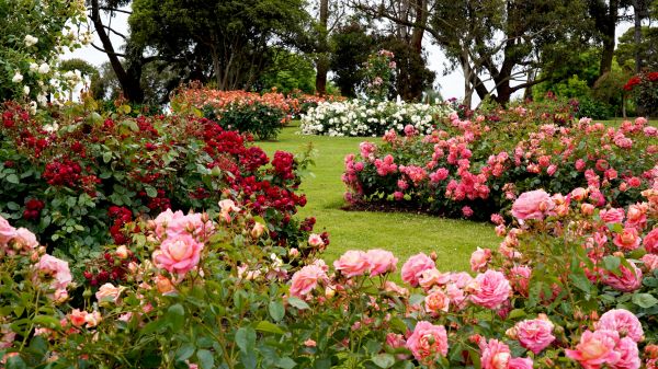 Rose Maintenance