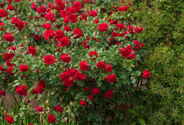 Rose Care