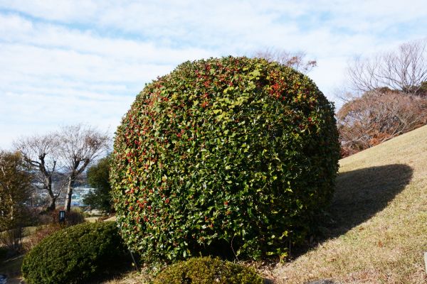 Holly Trimming