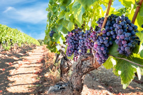 Cost of Grapevine Pruning in Johnson City