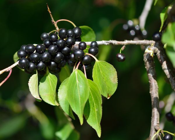 Cost of Buckthorn Removal in Johnson City