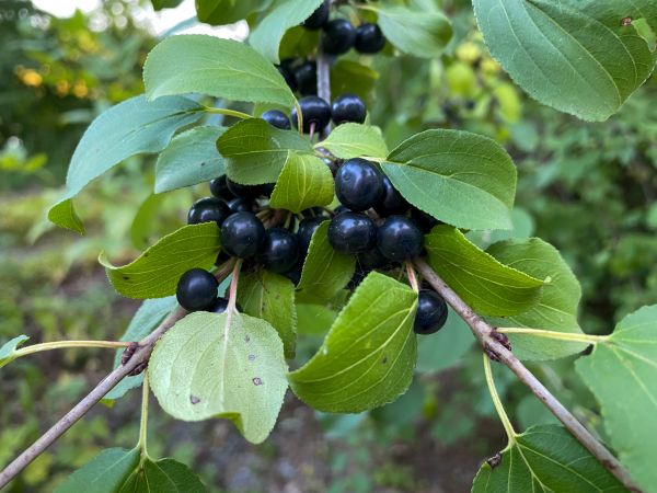 Buckthorn Eradication