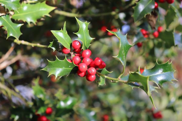 Holly Tree Trimming Service