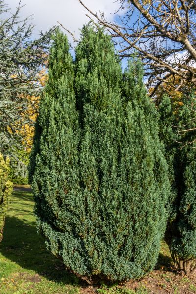 Juniper Trimming Service