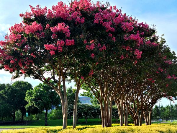 Cost of Crepe Myrtle Pruning in Johnson City