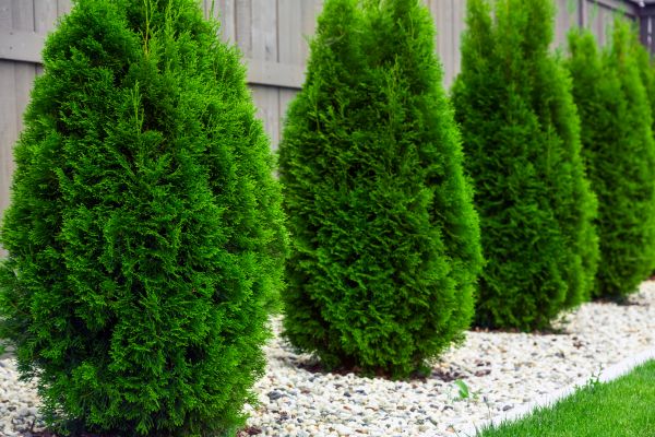 Arborvitae Pruning Service