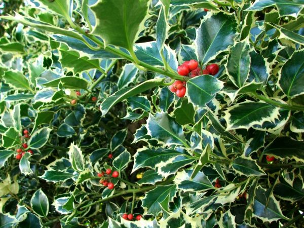 Cost of Holly Bushes Trimming in Johnson City
